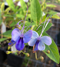 Load image into Gallery viewer,  Blue Wings or Blue Butterfly Clerodendrum Ugandense pint plant*DORMANT* Southern Flower Garden  Southern Flower Garden
