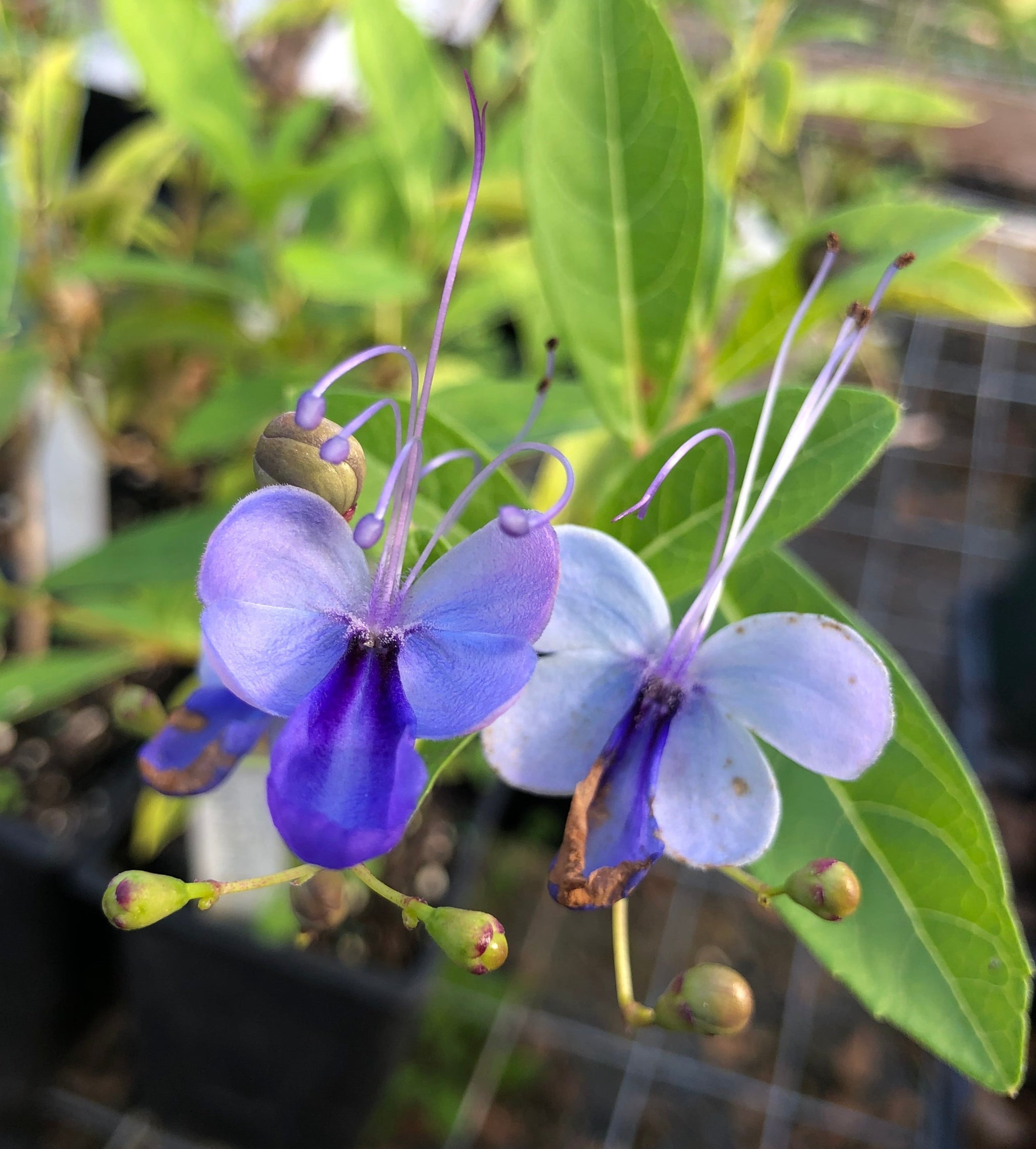Blue Wings or Blue Butterfly Clerodendrum Ugandense pint plant – Southern  Flower Garden