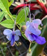 Load image into Gallery viewer,  Blue Wings or Blue Butterfly Clerodendrum Ugandense pint plant*DORMANT* Southern Flower Garden  Southern Flower Garden
