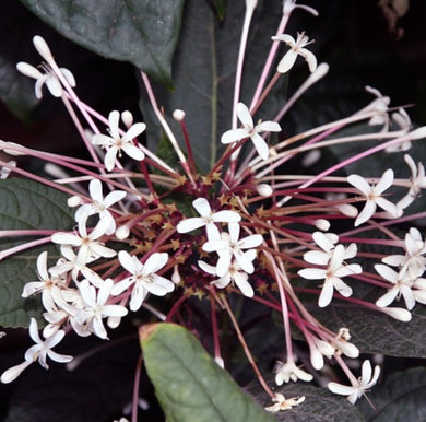 Plants Shooting Star Clerodendrum quadriloculare Pint Plant Southern Flower Garden  Southern Flower Garden