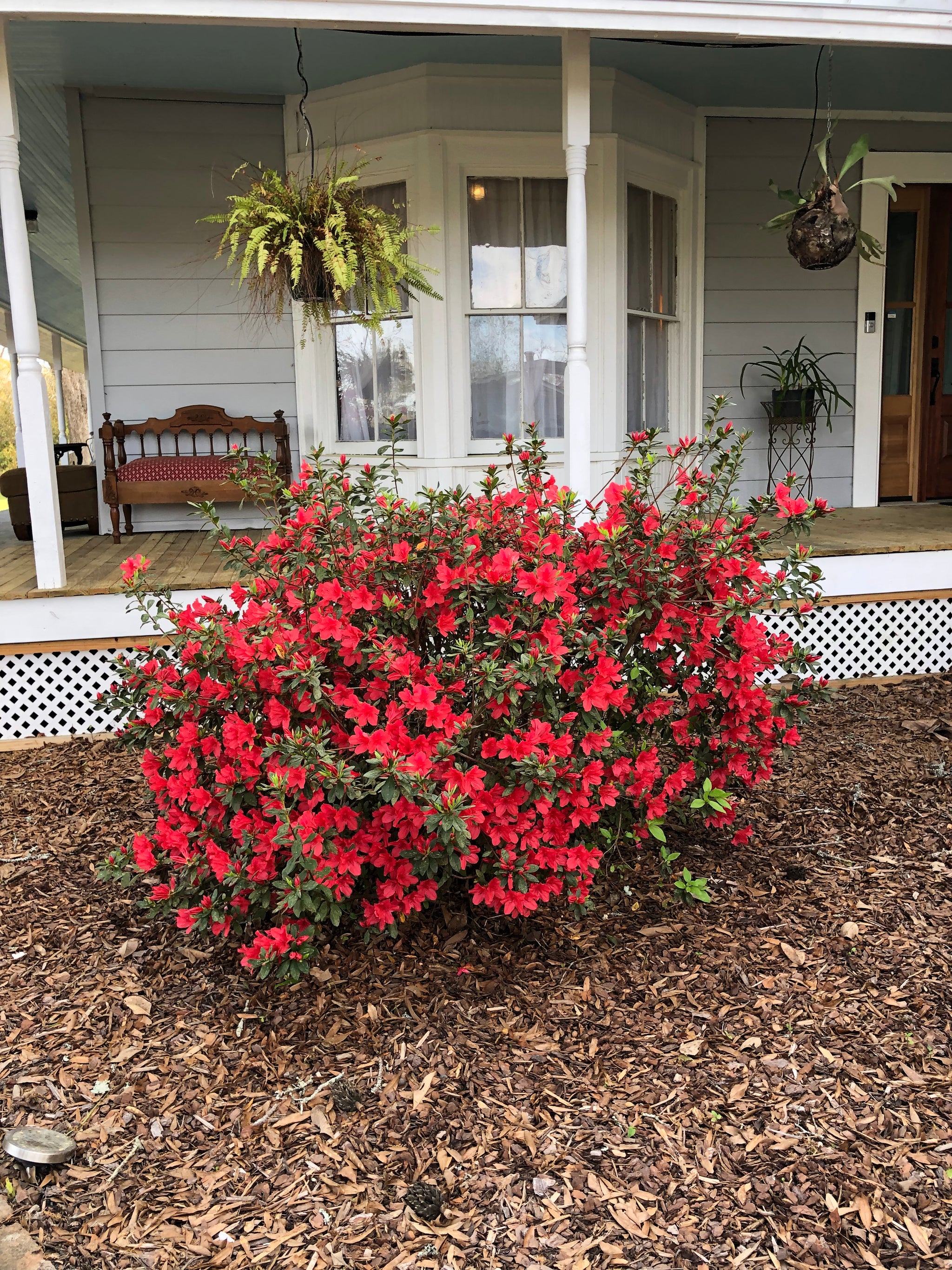 azalea house plants Azalea Flame Pint Plant – Southern Flower Garden