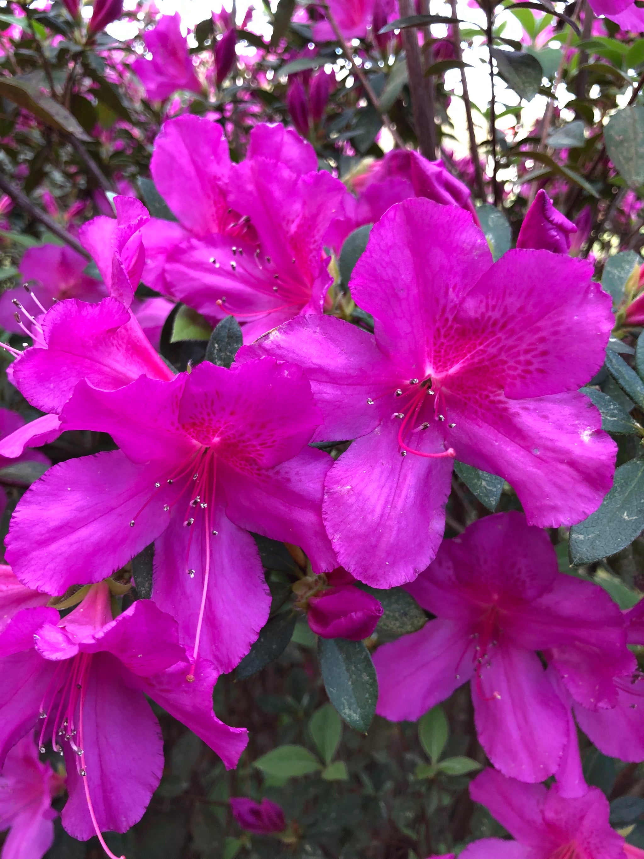 Azalea Formosa Purple (Rhododendron) Quart Plant