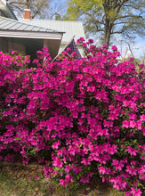 Load image into Gallery viewer,  Azalea Formosa Purple (Rhododendron) Pint Plant Southern Flower Garden  Southern Flower Garden
