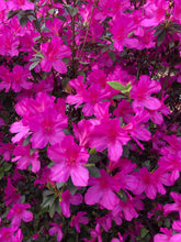 Load image into Gallery viewer,  Azalea Formosa Purple (Rhododendron) Pint Plant Southern Flower Garden  Southern Flower Garden
