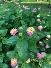 Load image into Gallery viewer,  Lantana camara Ham and Eggs Pint Plant Southern Flower Garden  Southern Flower Garden
