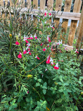 Load image into Gallery viewer,  Hot Lips Salvia or Salvia microphylla Pint Plant**AVAILABLE SPRING 2023** Southern Flower Garden  Southern Flower Garden
