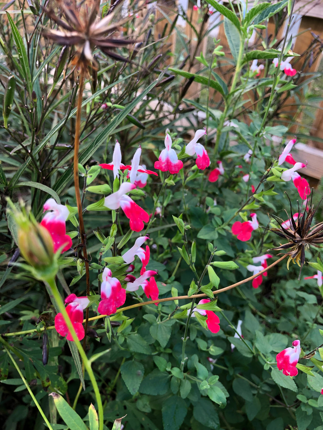  Hot Lips Salvia or Salvia microphylla Pint Plant**AVAILABLE SPRING 2023** Southern Flower Garden  Southern Flower Garden