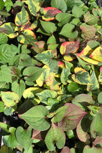 Load image into Gallery viewer,  Houttuynia cordata Chameleon Pint Plant Southern Flower Garden  Southern Flower Garden
