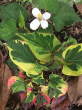 Load image into Gallery viewer,  Houttuynia cordata Chameleon Pint Plant Southern Flower Garden  Southern Flower Garden
