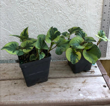 Load image into Gallery viewer,  Houttuynia cordata Chameleon Pint Plant Southern Flower Garden  Southern Flower Garden
