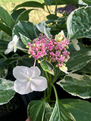  Hydrangea Silver lacecap or Hydrangea macrophylla Variegated Quart Plant**DORMANT** Southern Flower Garden  Southern Flower Garden