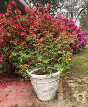 Load image into Gallery viewer, Home &amp; Garden Jasmine humile or Italian Jasmine Quart Plant Southern Flower Garden Southern Flower Garden
