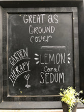 Load image into Gallery viewer,  Lemon Coral Sedum Starter Plant Southern Flower Garden  Southern Flower Garden
