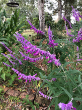 Load image into Gallery viewer,  Salvia leucantha Mexican Sage Pint Plant**AVAILABLE SPRING 2023** Southern Flower Garden  Southern Flower Garden
