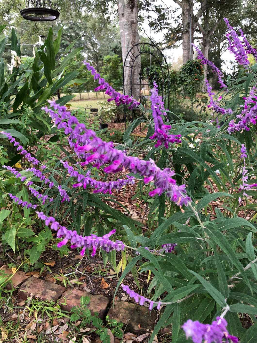  Salvia leucantha Mexican Sage Pint Plant**AVAILABLE SPRING 2023** Southern Flower Garden  Southern Flower Garden