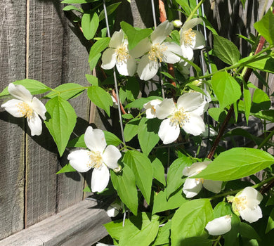  Sweet Fragrant Mock Orange Shrub, Philadelphus coronarius Plant Southern Flower Garden  Southern Flower Garden