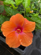 Load image into Gallery viewer,  Hibiscus Orange Lagos Hibiscus Rosa-sinensis Southern Flower Garden  Southern Flower Garden
