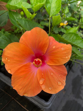  Hibiscus Orange Lagos Hibiscus Rosa-sinensis Southern Flower Garden  Southern Flower Garden