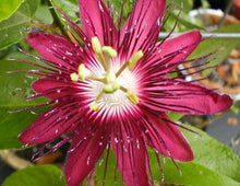 Load image into Gallery viewer,  Passiflora Lady Margaret Fragrant Passion Flower Vine  pint plant**AVAILABLE SPRING 2023** Southern Flower Garden  Southern Flower Garden
