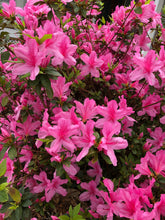 Load image into Gallery viewer,  Pink Azalea Pint Plant Southern Flower Garden  Southern Flower Garden
