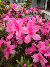 Load image into Gallery viewer,  Pink Azalea Pint Plant Southern Flower Garden  Southern Flower Garden
