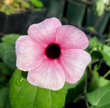 Load image into Gallery viewer,  Raspberry Smoothie Black Eyed Susan Vine or Thunbergia alata pint plant**AVAILABLE SPRING 2023** Southern Flower Garden  Southern Flower Garden
