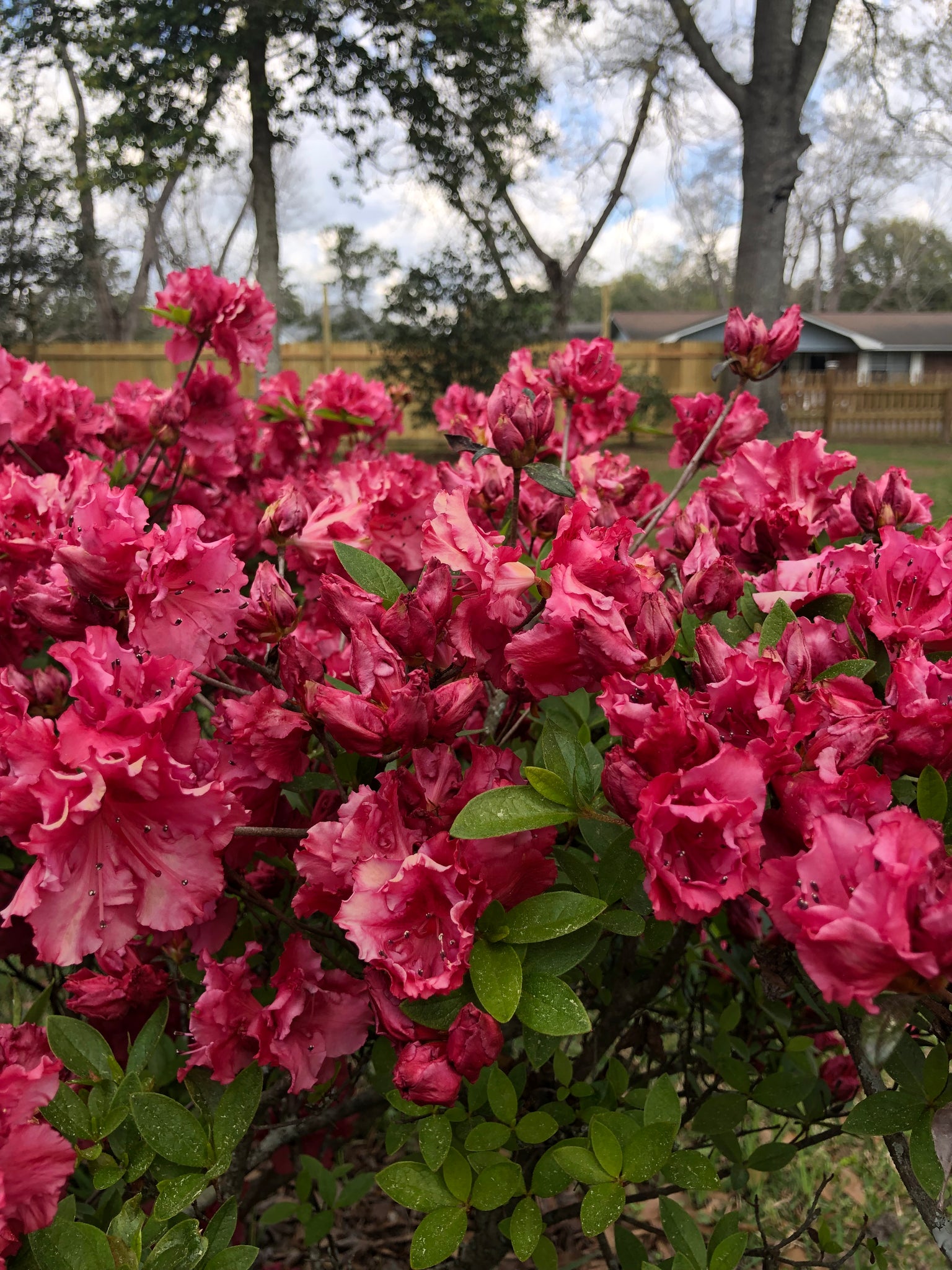 Azalea Red Ruffles Quart Plant – Southern Flower Garden
