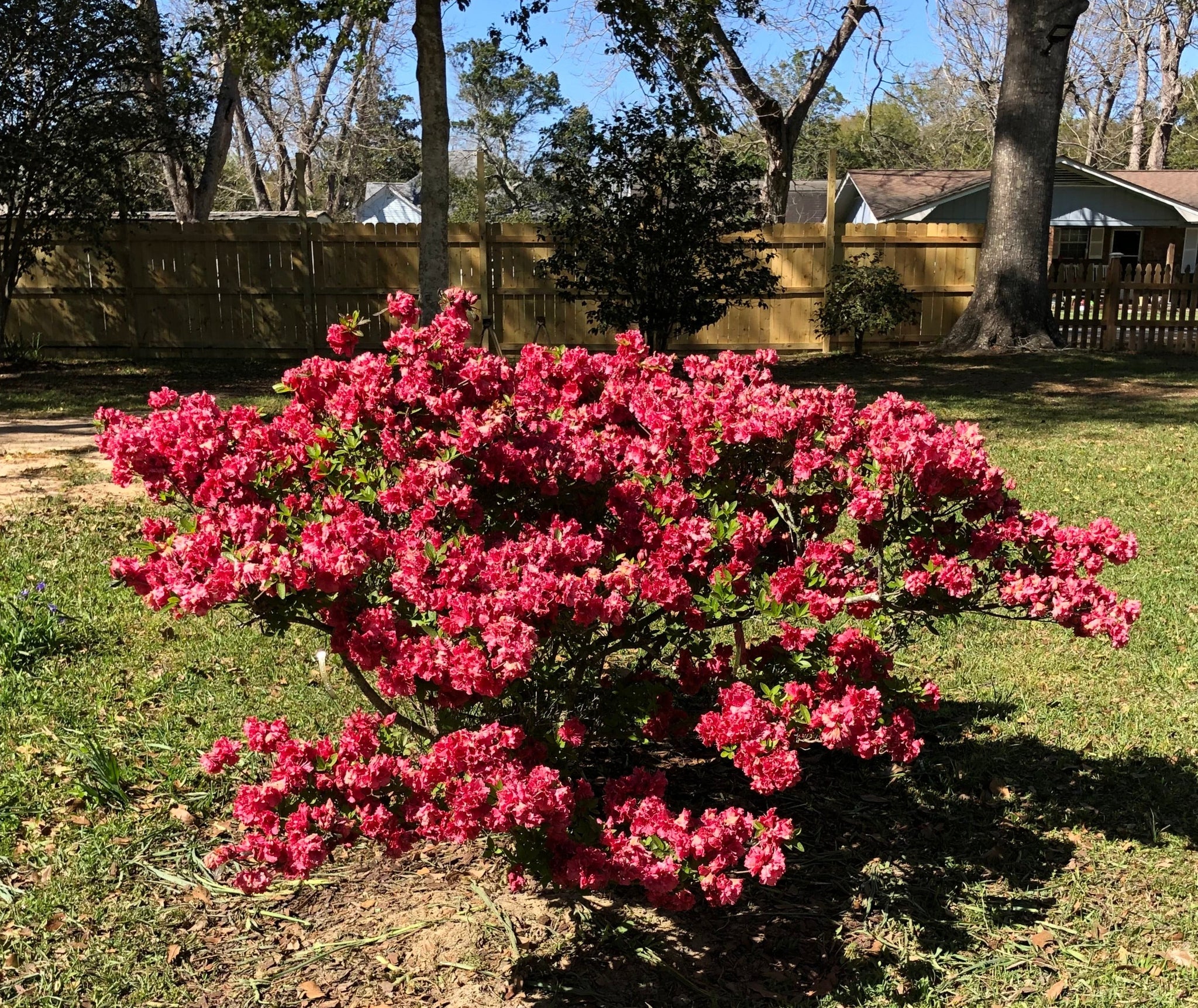 Double Red Ruffle Azalea Azalea Red Ruffles Quart Plant – Southern Flower Garden