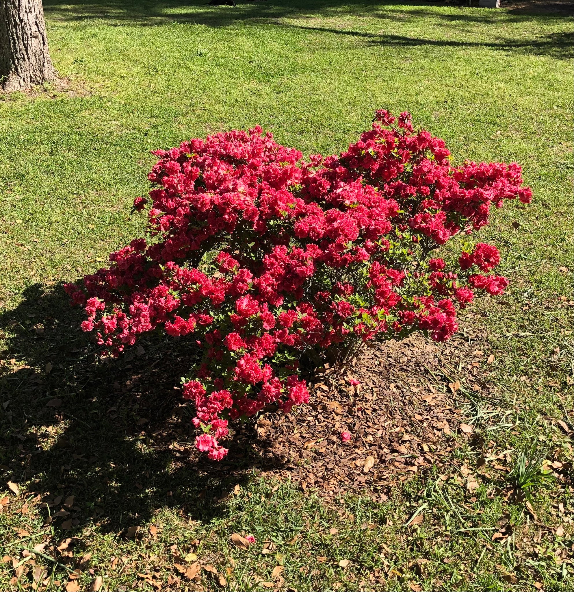 Azalea Red Ruffles Quart Plant – Southern Flower Garden
