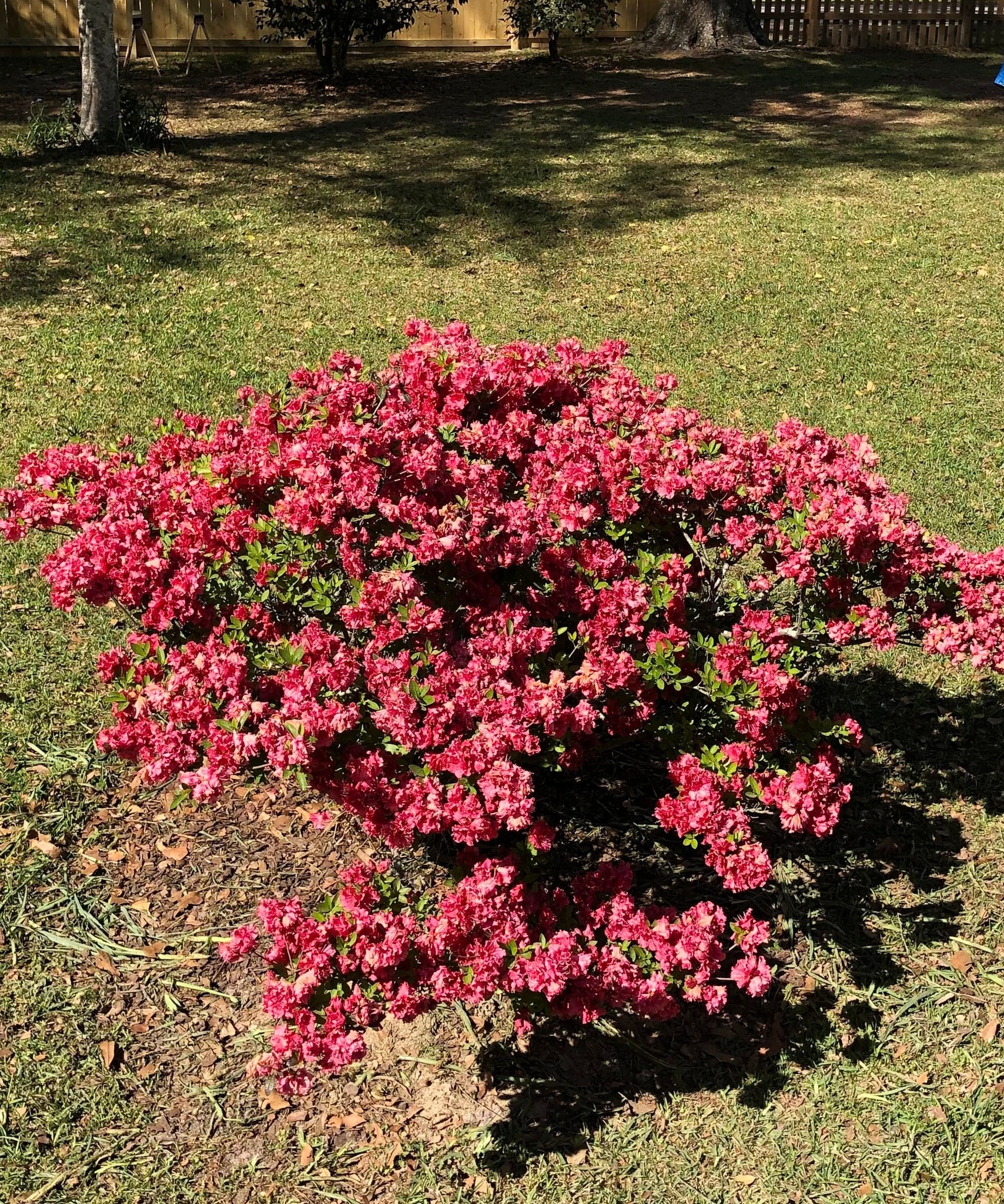 Azalea Red Ruffles Quart Plant – Southern Flower Garden