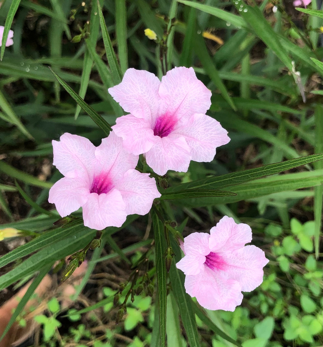  Chi Chi Mexican Petunia or Ruellia brittoniana pint plant**AVAILABLE SPRING 2023** Southern Flower Garden  Southern Flower Garden