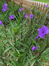 Load image into Gallery viewer,  Purple Showers Mexican Petunia Ruellia simplex Southern Flower Garden  Southern Flower Garden
