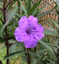 Load image into Gallery viewer,  Purple Showers Mexican Petunia Ruellia simplex Southern Flower Garden  Southern Flower Garden
