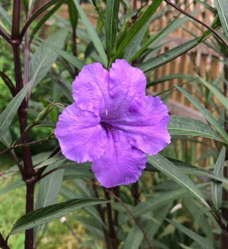  Purple Showers Mexican Petunia Ruellia simplex Southern Flower Garden  Southern Flower Garden
