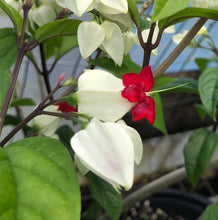 Load image into Gallery viewer,  White Bleeding Heart Vine or Clerodendrum thomsoniae Pint Plant Southern Flower Garden  Southern Flower Garden
