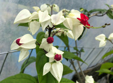 Load image into Gallery viewer,  White Bleeding Heart Vine or Clerodendrum thomsoniae Pint Plant Southern Flower Garden  Southern Flower Garden
