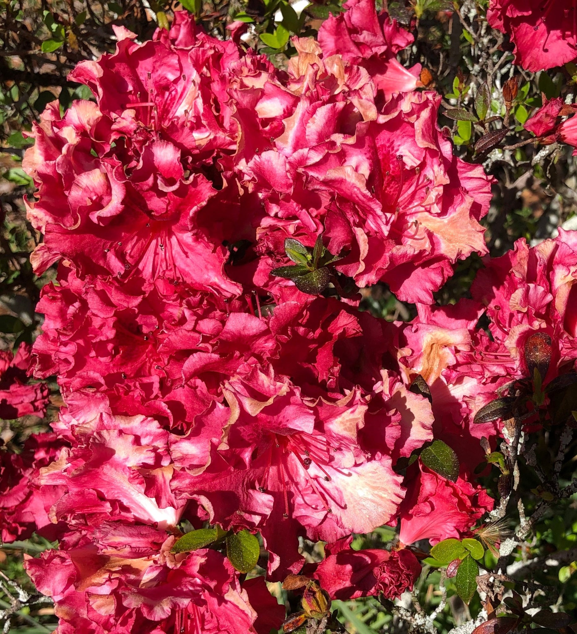 Azalea Red Ruffles Quart Plant – Southern Flower Garden