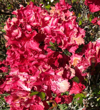 Load image into Gallery viewer,  Azalea Red Ruffles Pint Plant Southern Flower Garden  Southern Flower Garden
