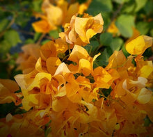 Load image into Gallery viewer, Plants Bougainvillea California Gold Pint Plant Southern Flower Garden  Southern Flower Garden
