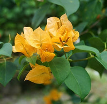 Load image into Gallery viewer, Plants Bougainvillea California Gold Pint Plant Southern Flower Garden  Southern Flower Garden
