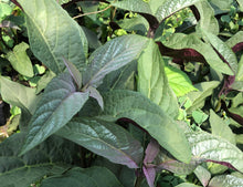 Load image into Gallery viewer, Plants Shooting Star Clerodendrum quadriloculare Pint Plant Southern Flower Garden  Southern Flower Garden
