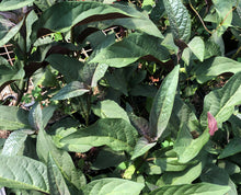 Load image into Gallery viewer, Plants Shooting Star Clerodendrum quadriloculare Pint Plant Southern Flower Garden  Southern Flower Garden
