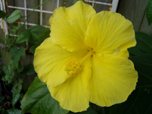 Load image into Gallery viewer,  Hibiscus Fort Myers Yellow 3&quot; pot plant Southern Flower Garden  Southern Flower Garden
