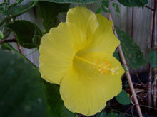 Load image into Gallery viewer,  Hibiscus Fort Myers Yellow 3&quot; pot plant Southern Flower Garden  Southern Flower Garden
