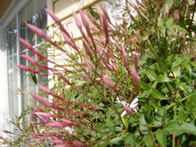 Load image into Gallery viewer,  Pink or Winter Jasmine Fragrant Jasminum polyanthum Plant**AVAILABLE SPRING 2023** Southern Flower Garden  Southern Flower Garden
