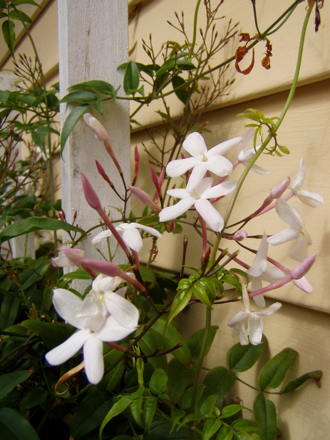  Pink or Winter Jasmine Fragrant Jasminum polyanthum Plant**AVAILABLE SPRING 2023** Southern Flower Garden  Southern Flower Garden