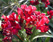 Load image into Gallery viewer, Home &amp; Garden Nerium Oleander Hardy Red Pint Plant Does not apply Southern Flower Garden
