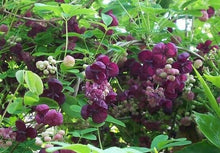Load image into Gallery viewer,  Akebia quinata Chocolate Vine Pint Plant Southern Flower Garden  Southern Flower Garden
