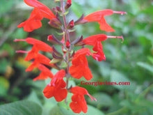 Load image into Gallery viewer, Home &amp; Garden Salvia coccinea Red Tropical Sage pint plant**AVAILABLE SPRING 2023** Does not apply Southern Flower Garden
