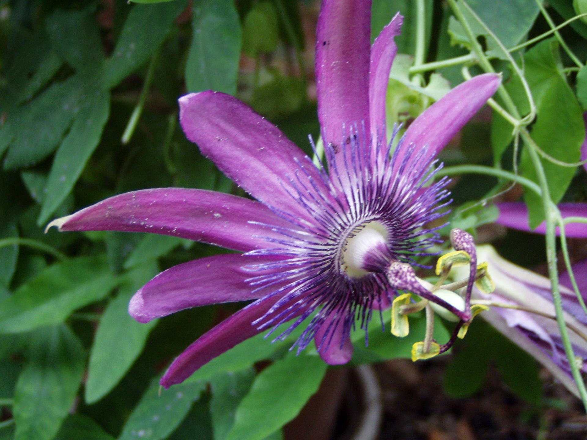 passion flower vine lavender lady Passiflora caerulea 'Lavender Lady' Passion Flower Vine Pint Plant